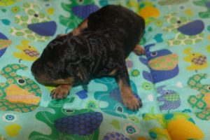 Zwergpudel Mädchen black-tan
