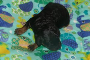 Zwergpudel Mädchen black-tan